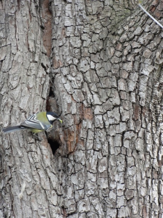 Vogel 1 Vogel 1