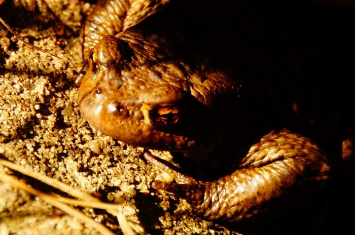 Die Biene und der Frosch Die Biene und der Frosch