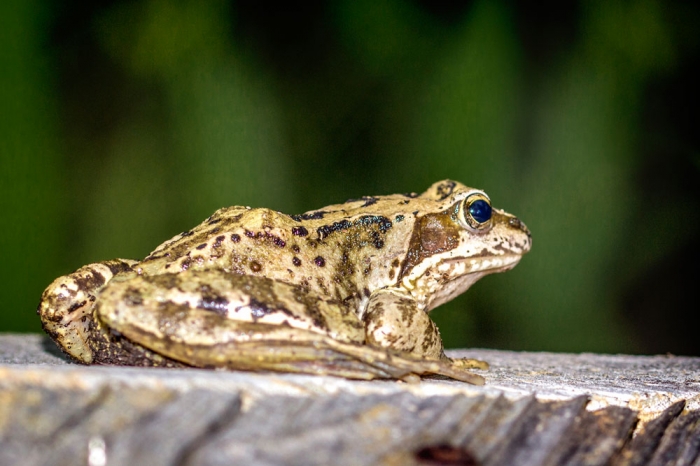Frosch auf den Hochbeet Frosch auf den Hochbeet