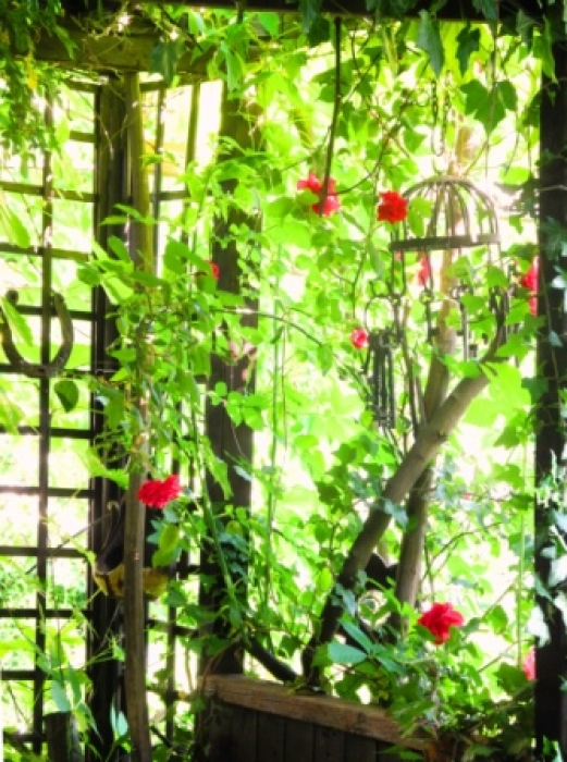 Gartenlaube Gartenlaube
